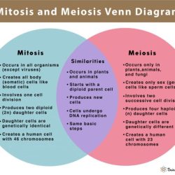 Mitosis and meiosis venn diagram