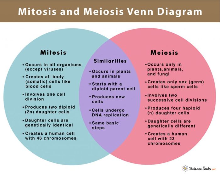 Mitosis and meiosis venn diagram