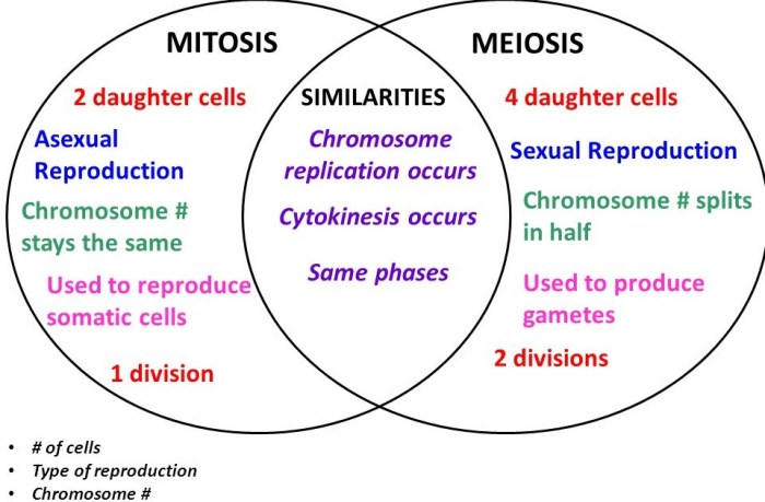 Mitosis meiosis venn diagram preview