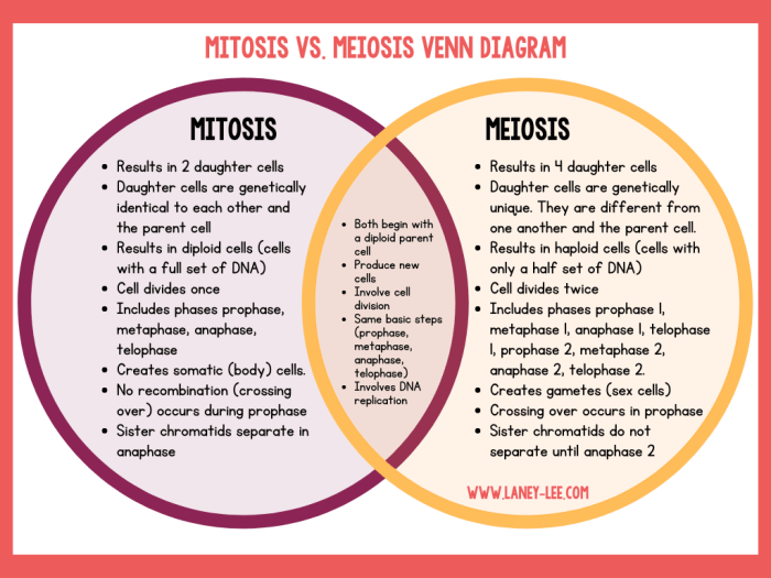 Mitosis and meiosis venn diagram