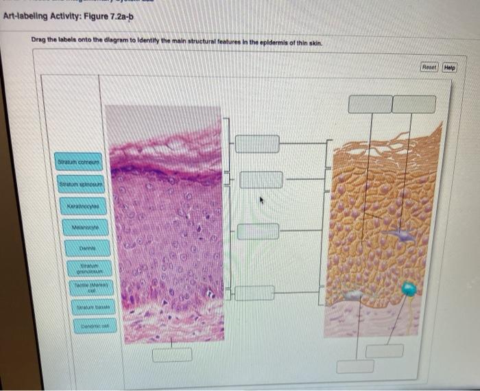 Art-labeling activity basic anatomy of the skin