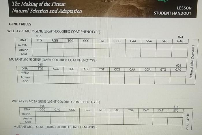 Fittest selection adaptation mutations genetics molecular key