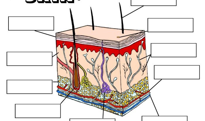 Coloring answers anatomy physiology workbook skin worksheet worksheets tissues science biology structure system human cells body grade school drawing tissue