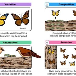 The making of the fittest: natural selection answer key