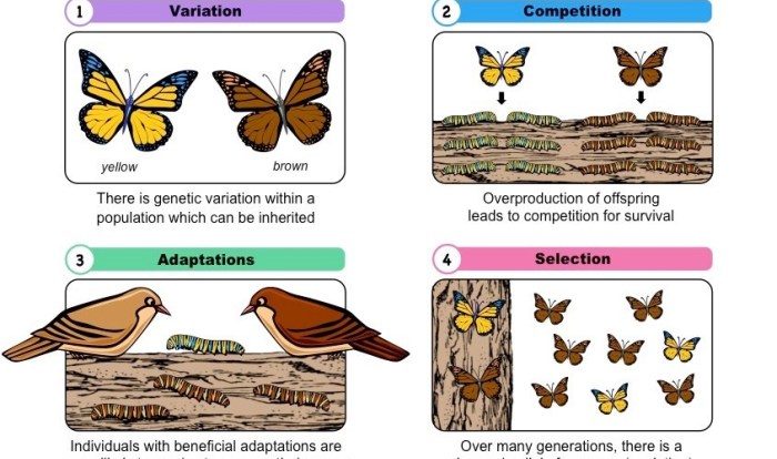 The making of the fittest: natural selection answer key