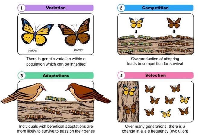 The making of the fittest: natural selection answer key