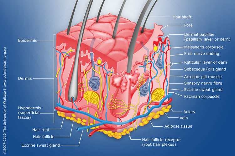 Skin integumentary system human body science worksheet label anatomy worksheets learn spelloutloud kids life file folder lesson fun spell organ