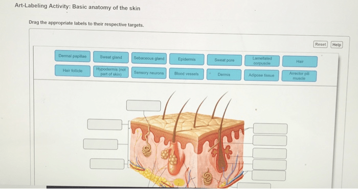 Art-labeling activity basic anatomy of the skin