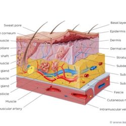 The integument skin and derivatives coloring worksheet