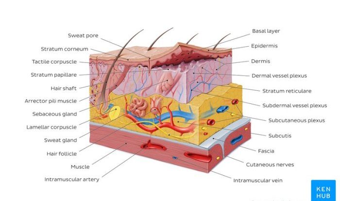 The integument skin and derivatives coloring worksheet