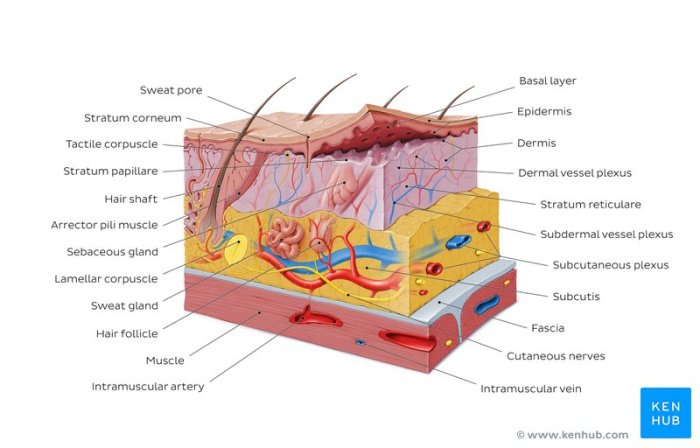 The integument skin and derivatives coloring worksheet